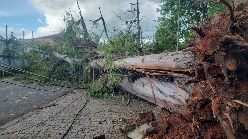 Chuva e ventos fortes derrubam árvore centenária em Porto Real A Voz