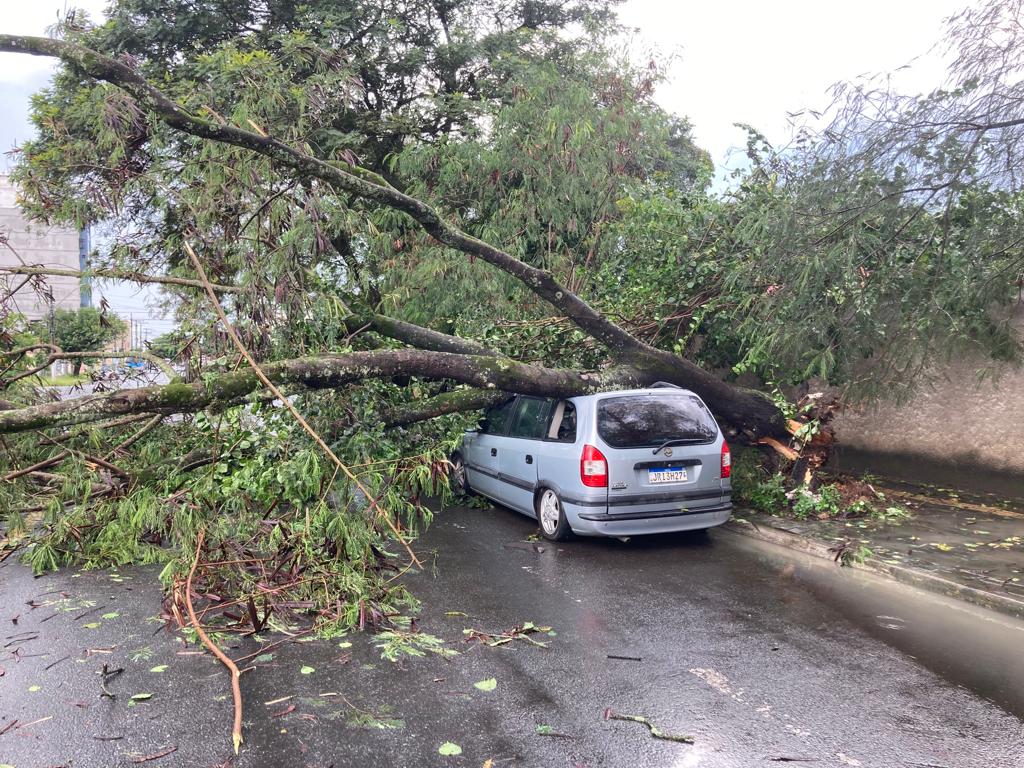 Temporal derruba árvore em Resende, Sul do Rio e Costa Verde