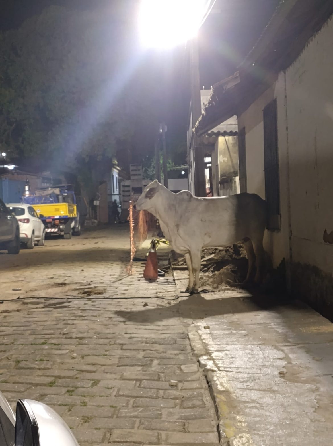 35.cf.res.cidades.animais são flagrados.2.animal.redessociais