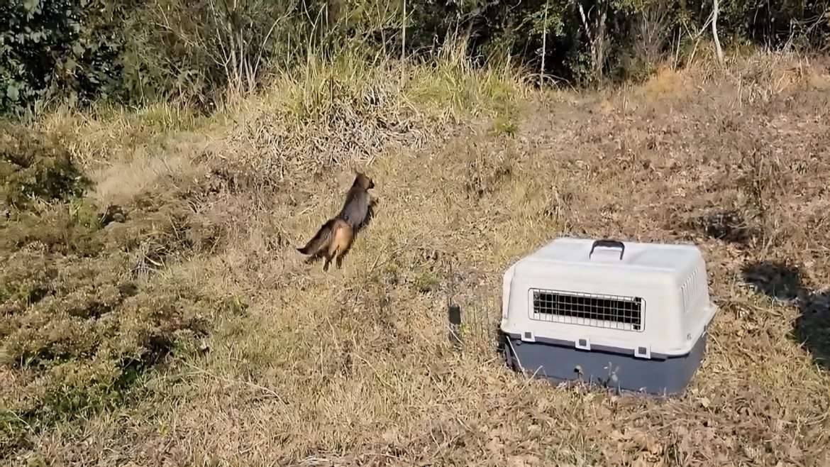 mais de dez animais são devolvidos à natureza pelo zoológico de volta redonda reabilitados divulgação secom pmvr
