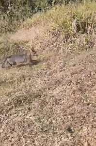 mais de dez animais são devolvidos à natureza pelo zoológico de volta redonda reabilitados divulgação secom pmvr1