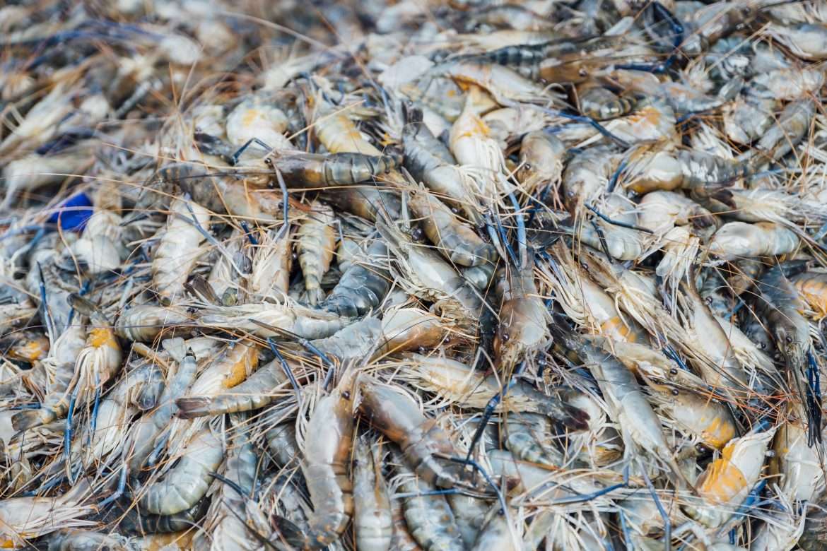 shrimp in market