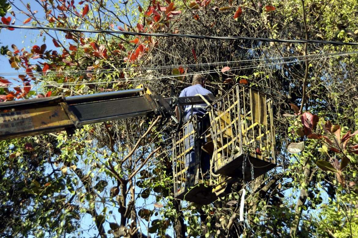 17 poda de árvore será realizada pela prefeitura no bairro ano bom, neste domingo arquivo pmbm1