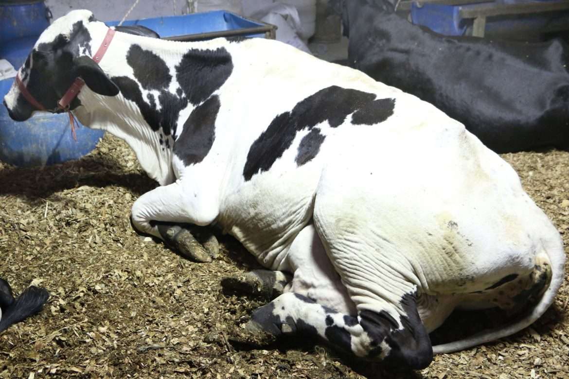 31 aberta na quinta feira, dia 12, a 32ª edição do torneio leiteiro de amparo promete movimentar o fim de semana chico de assis11