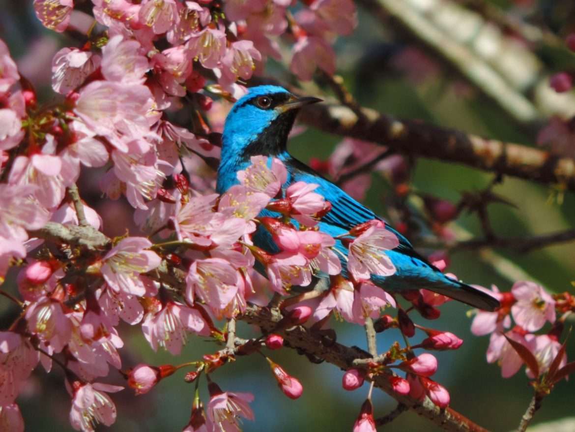 49.cf.res.segunda edição do festival de aves.1.festval.agenorsiqueira