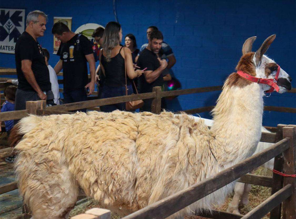 pÁgina 7 exposição de pequenos animais.divulgaÇÃopmr (5)