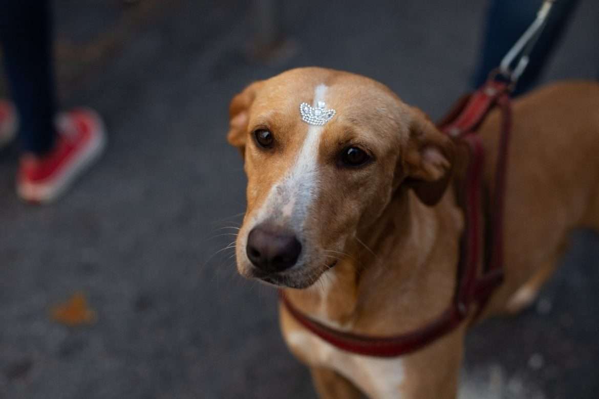 segunda etapa da vacinação antirrábica, em volta redonda, neste sábado arquivo secom1