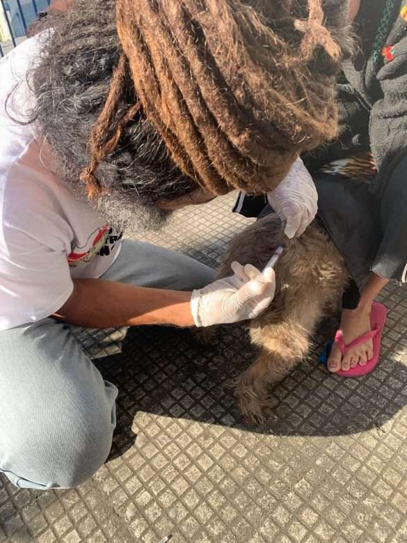 sms incentiva população a vacinar cães e gatos a partir dos três meses de vida arquivo secom