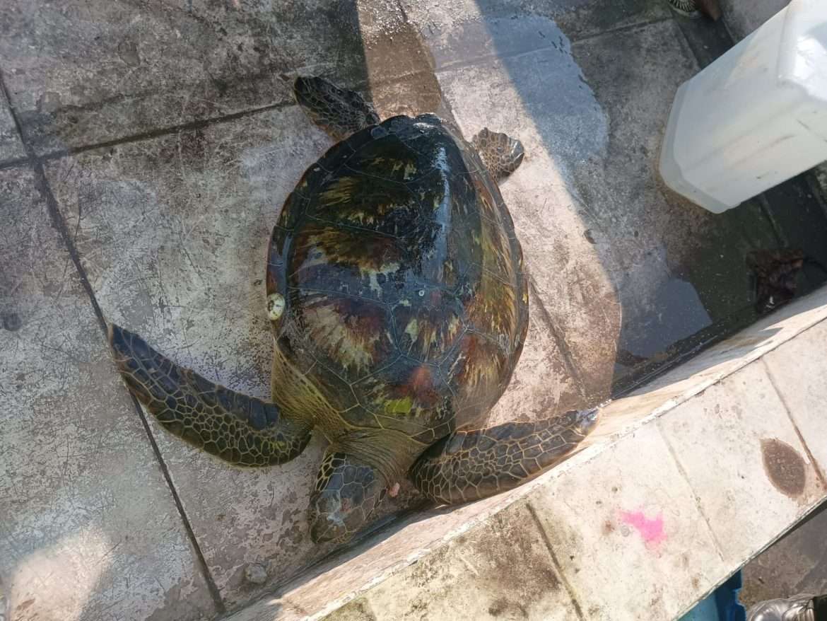 tartaruga marinha é encontrada por motociclista em canteiro da dutra, em piraí divulgação