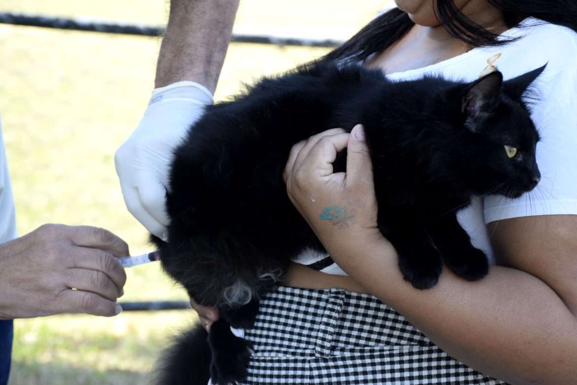 26.cf.res.cidades.26.cf.res.cidades.campanha de vacinação antirrábica.carinarochapmr