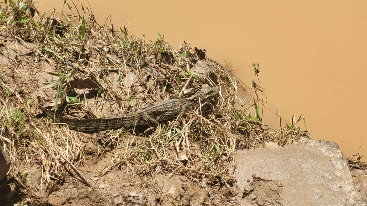 49 município celebra o dia mundial dos animais arquivo secom1