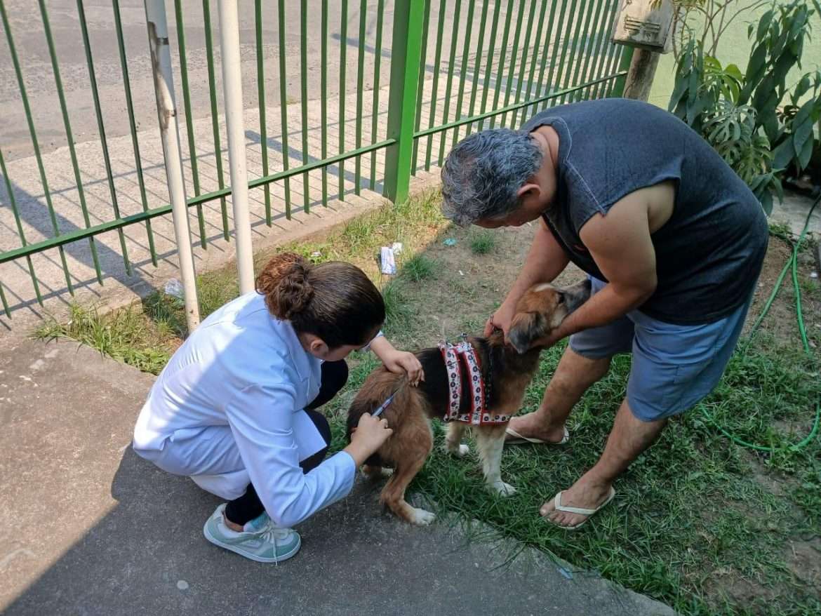 mais de 20 mil cÃes e gato imunizados divulgação secom