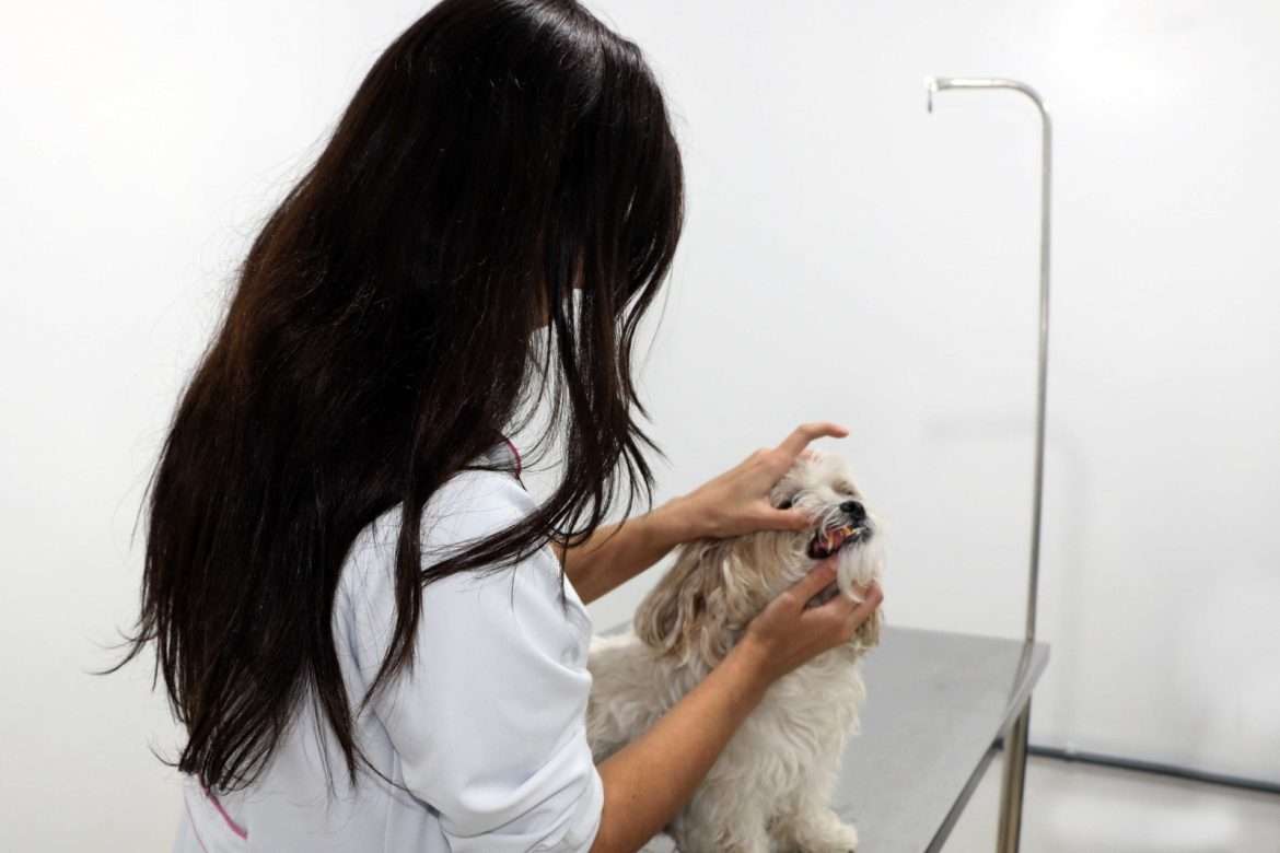 notas quase trÊs mil castraÇÕes divulgação