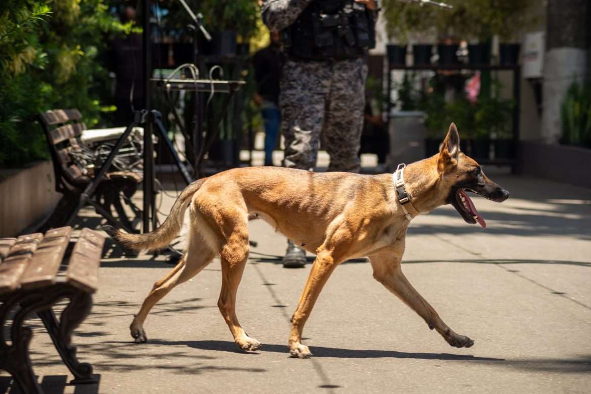 28 11 2024 assinatura da parceria para instalação do batalhaão de ações com cães em vr 10 foto iam martins