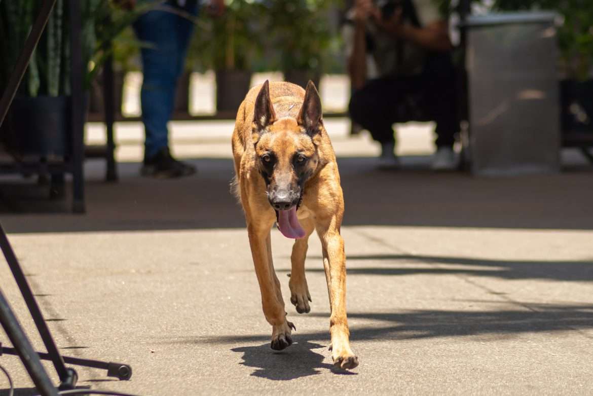 28 11 2024 assinatura da parceria para instalação do batalhaão de ações com cães em vr 14 foto iam martins