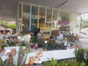 39 economia feira de flores e plantas de holambra, com preços acessíveis, vai contribuir com as atividades da apae vr arquivo11