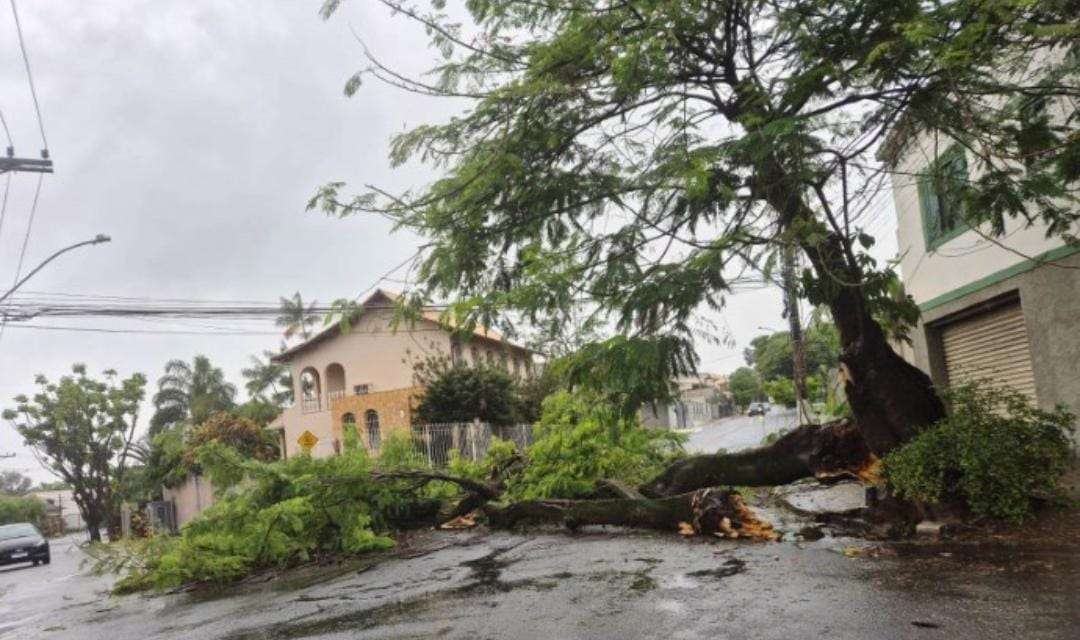 queda de árvore no bairro laranjal divulgação