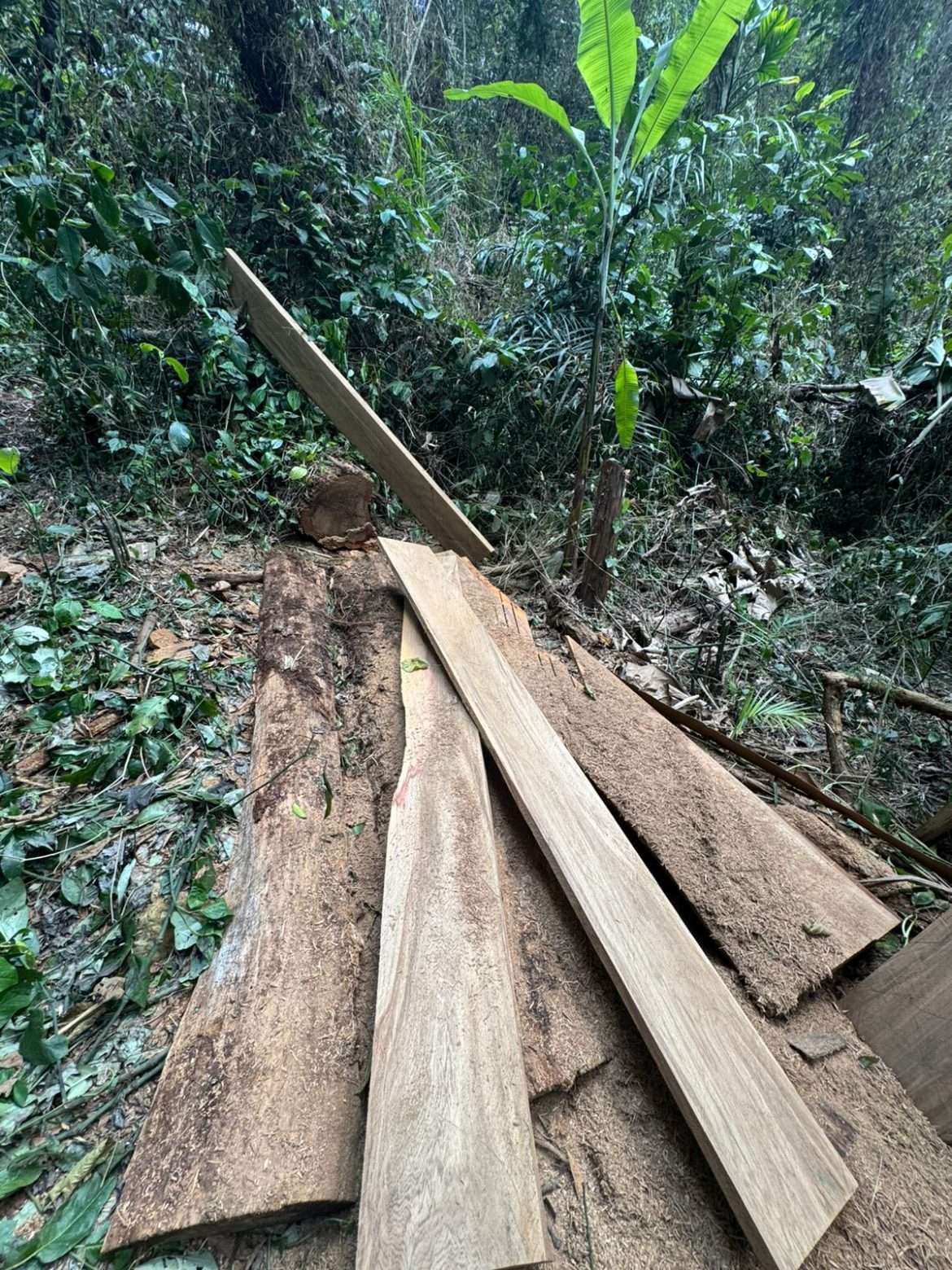 whatsapp image 2024 11 27 at 18.46.50