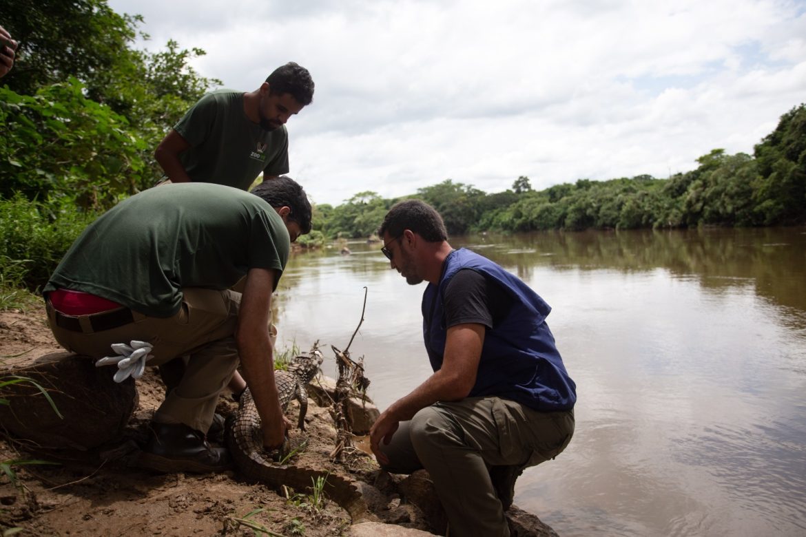 30 d cidades jacaré é devolvido à natureza depois de ser avaliado pela equipe do zoo vr cris oliveira secom11