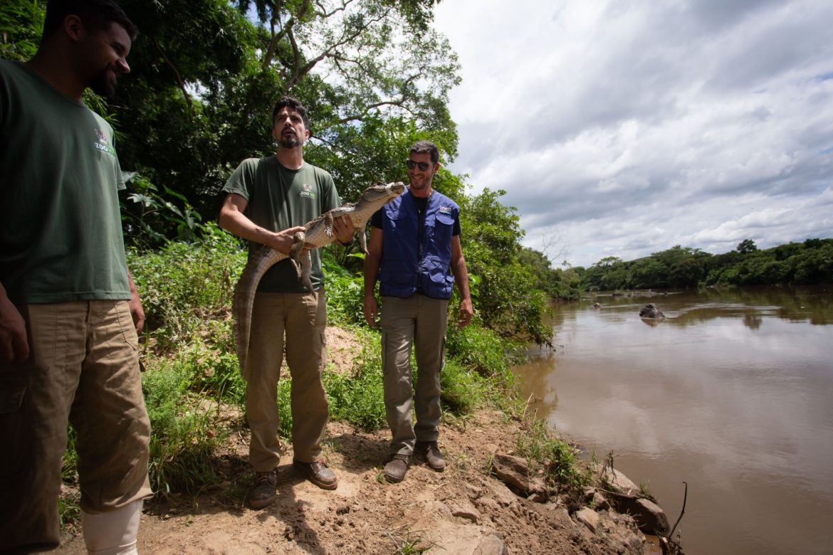 30 d cidades jacaré é devolvido à natureza depois de ser avaliado pela equipe do zoo vr cris oliveira secom111