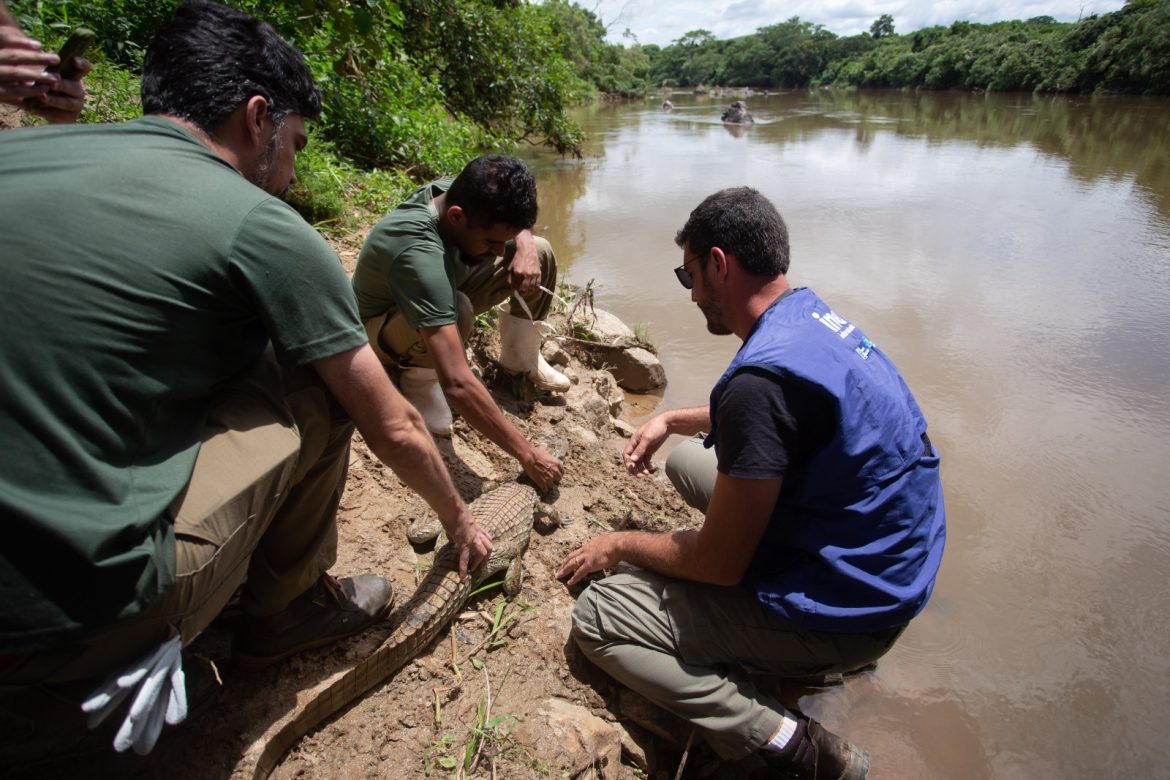 jacaré é devolvido à natureza depois de ser avaliado pela equipe do zoo vr cris oliveira secom