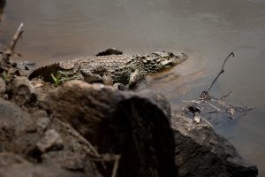 jacaré é devolvido à natureza depois de ser avaliado pela equipe do zoo vr cris oliveira secom1111