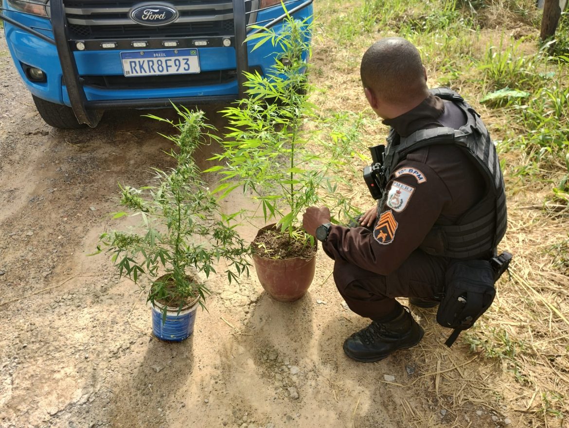 policia 10 cf plantacao de maconha