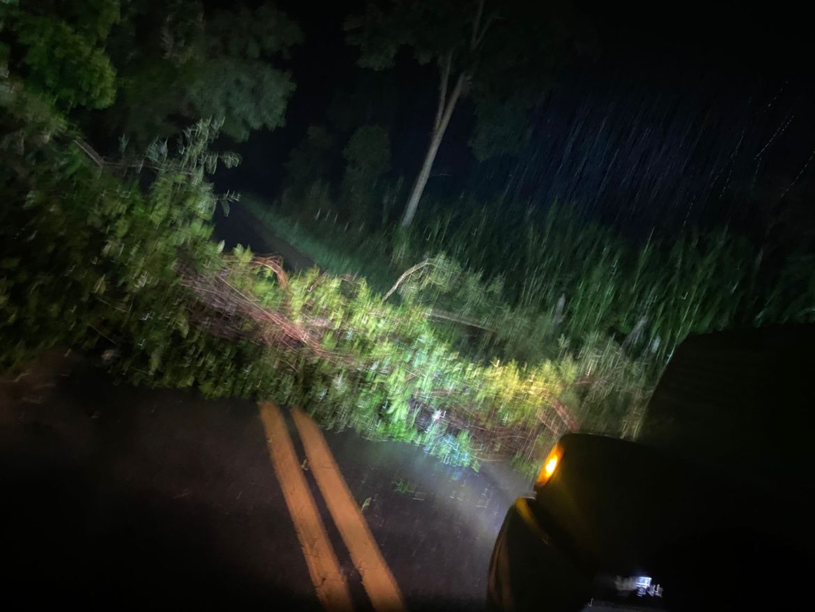 rodovia rj 161, em resende, foi limpa e liberada após queda de árvore divulgação