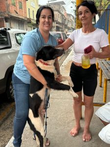 uma fiscalização de maus tratos a animais é realizada por dia em volta redonda divulgação secom1