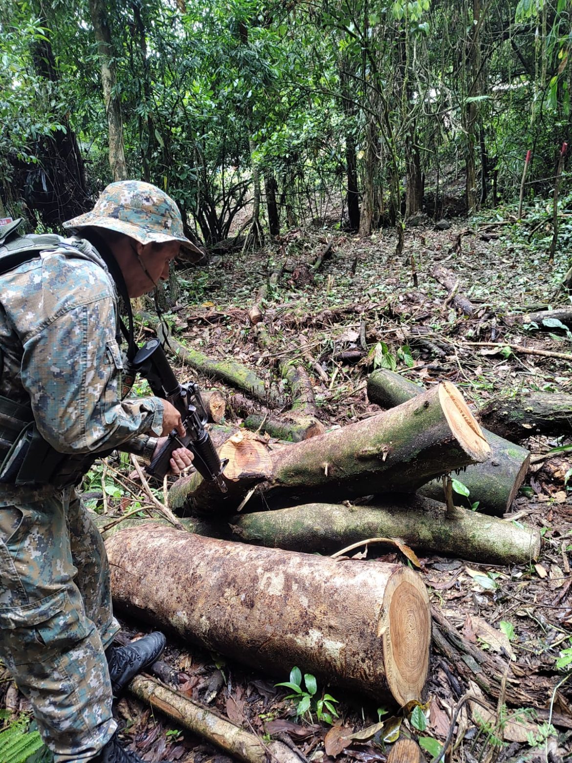 25 polÍcia indício de desmatamento é identificado pela polícia em paraty divulgação