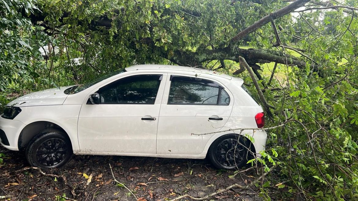 25.cf.res.cidades.chuva e ventania causam queda de árvores.2.carro.divulgaÇÃopmpr