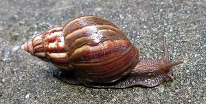 achatina fulica colecao dentro