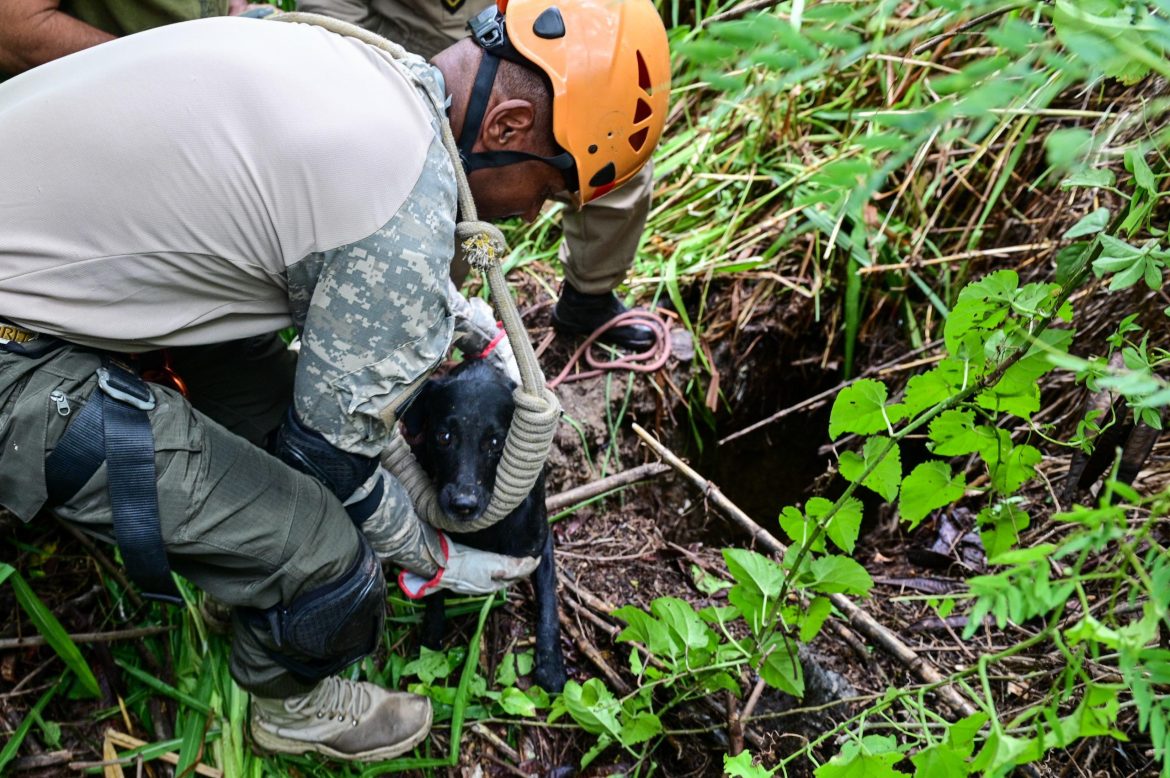 cão preso em mata, em barra mansa, é resgatado por agentes da secretaria de meio ambiente felipe vieira