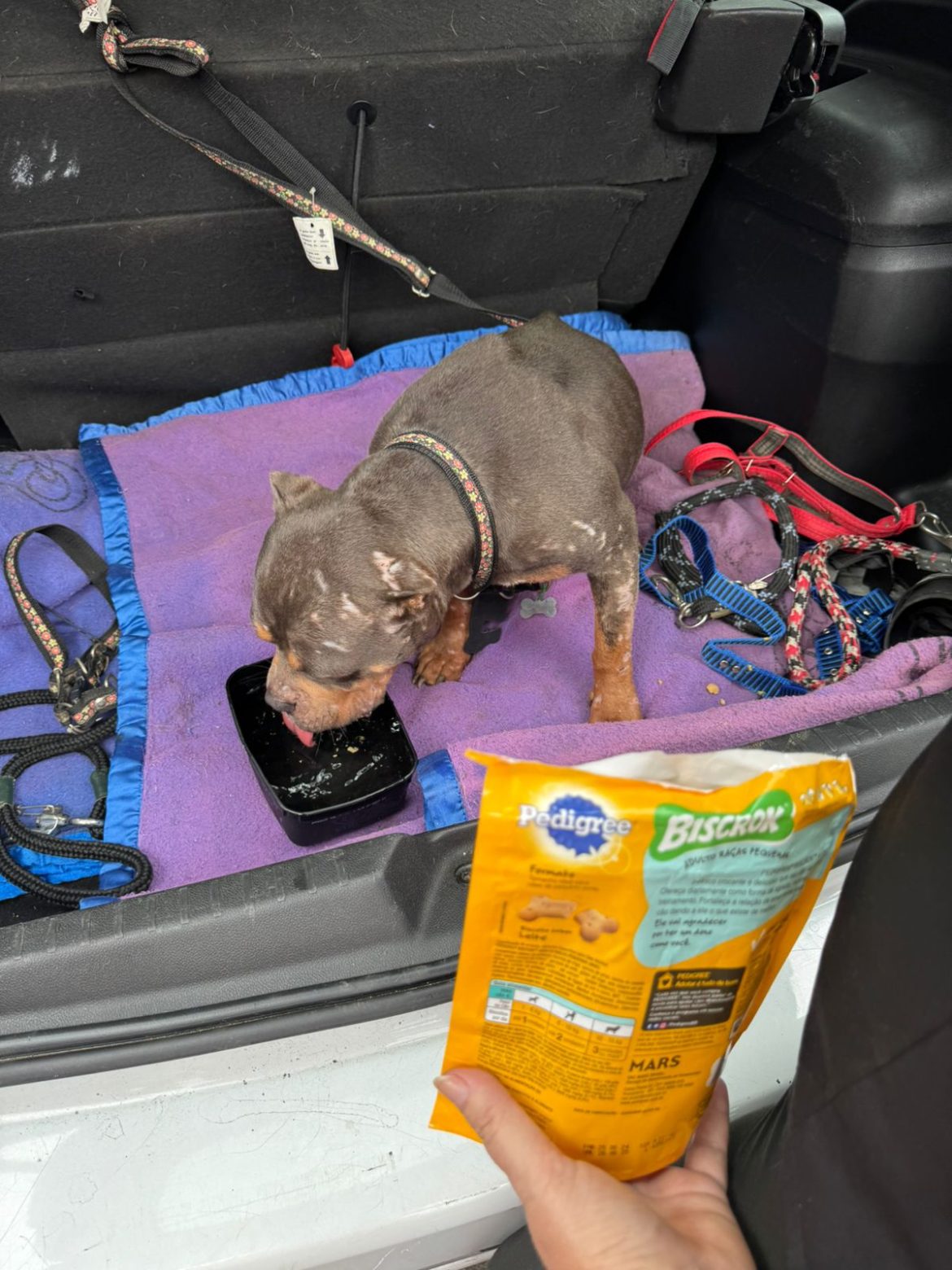 prefeitura de angra resgata cães vítimas de maus tratos (2)