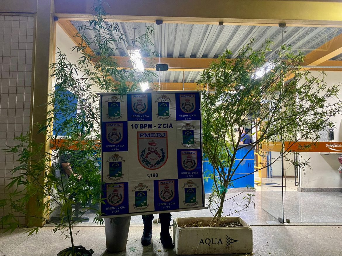 30 polÍcia três pés de maconha apreendidos pela pm em ação no bairro parque guararapes divulgaÇÃo