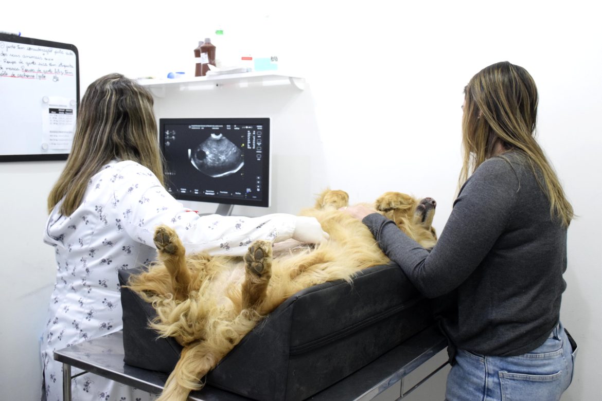 37.cf.res.cidades.hospital veterinário de resende .2.procedimentos.carinharochapmr