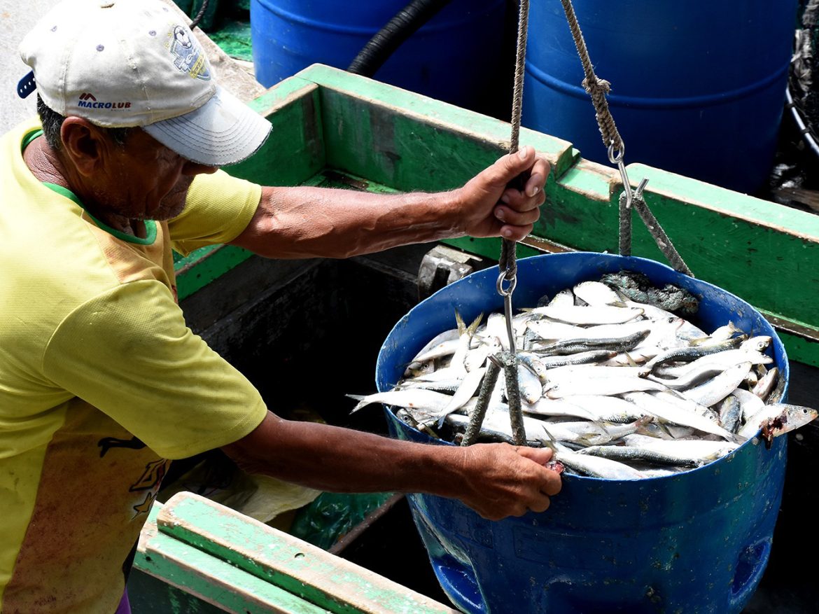 a.cf.26.economia.prazo para o defeso da sardinha verdadeira termina nesta sexta feira divulgação pmar