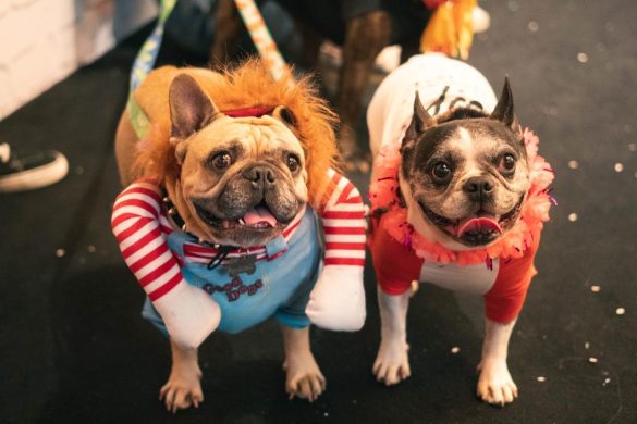 anyconv.com carnavau 2