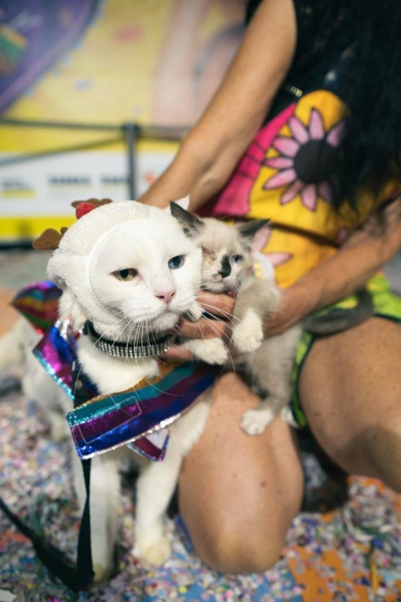 anyconv.com carnavau 5