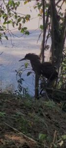 soltura de ave rara em vr reprodução1