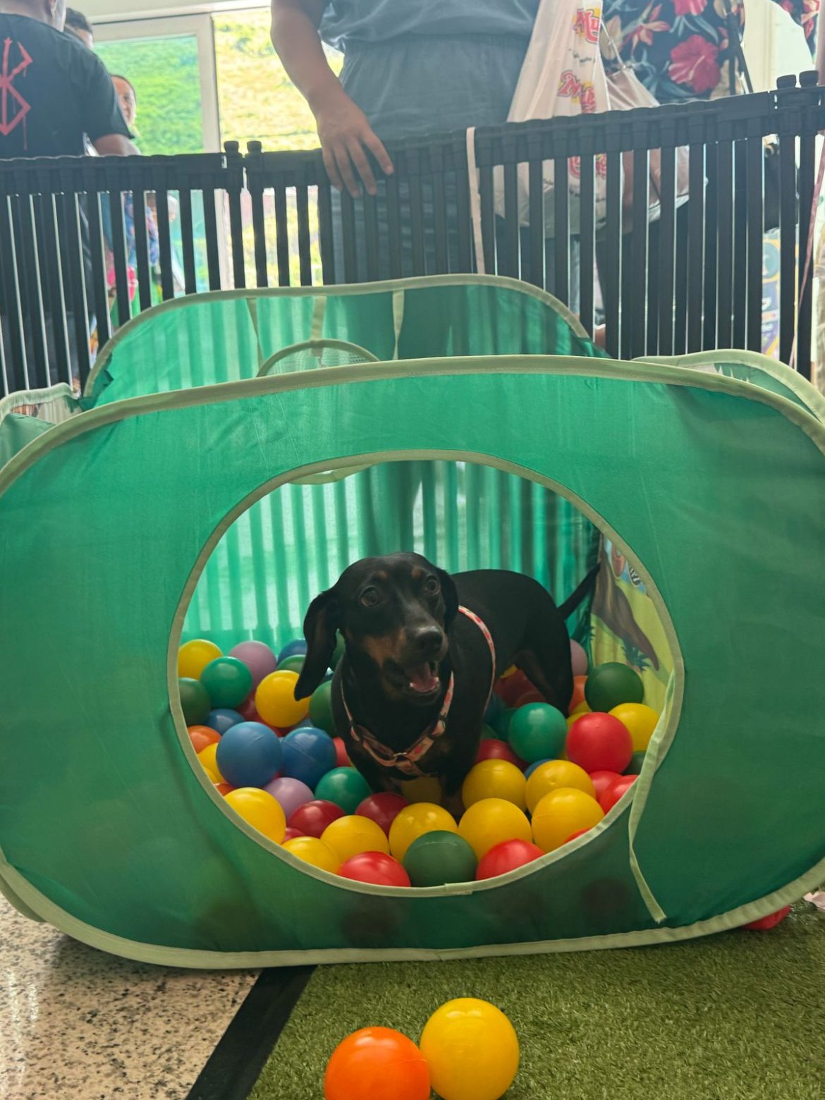 whatsapp image 2025 02 24 at 07.01.26 (3)