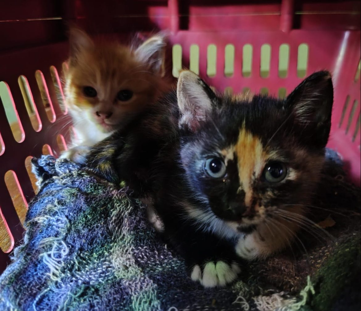 whatsapp image 2025 03 12 at 17.03.19