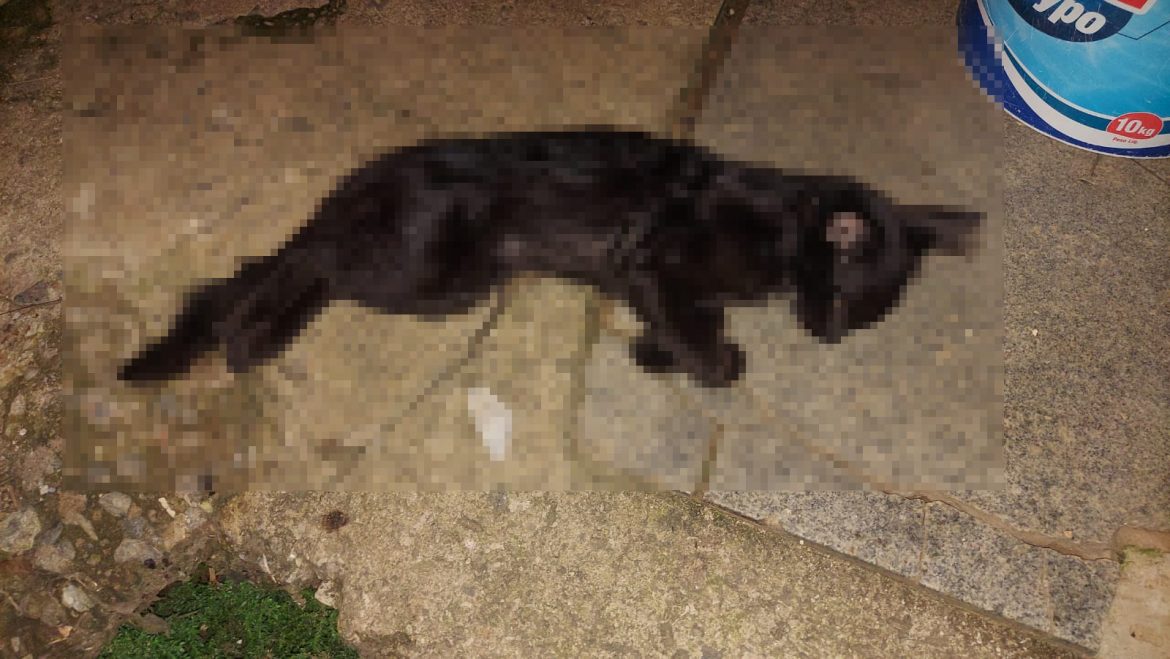 17.cf.res.polÍcia.homem é preso suspeito.divulgaÇÃopm.jpeg