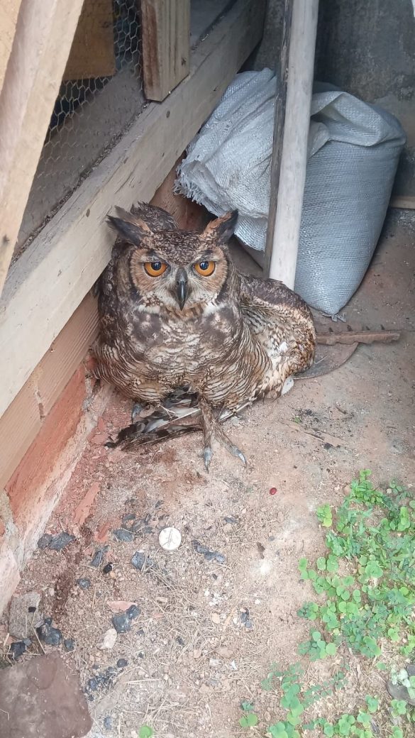 39.cf.res.cidades.mais de 50 animais silvestres.1.prefeitura.divulgaÇÃopmbm