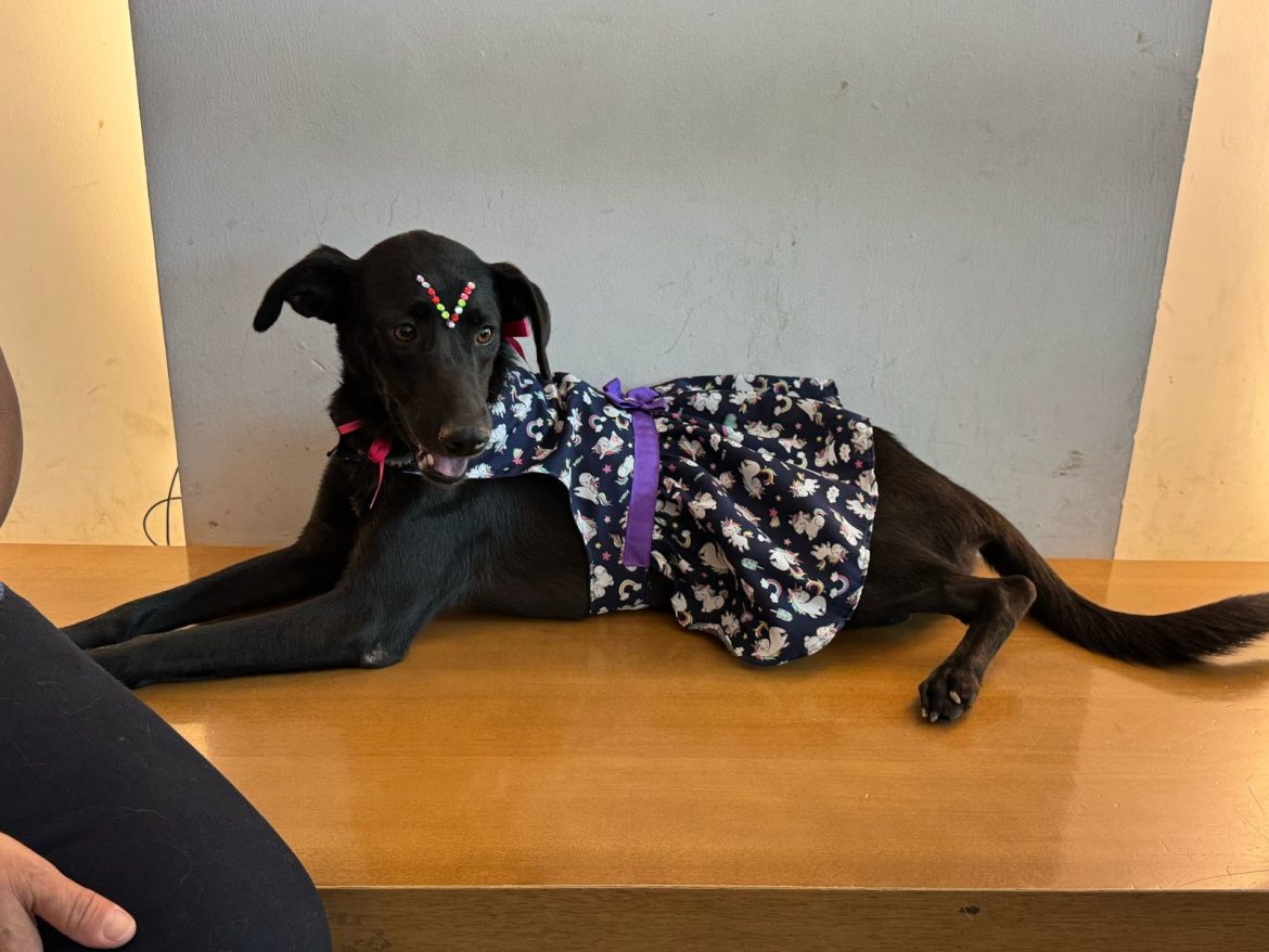 novo espaço de adoção de animais será promovido neste sábado, dia 5, em volta redonda divulgação