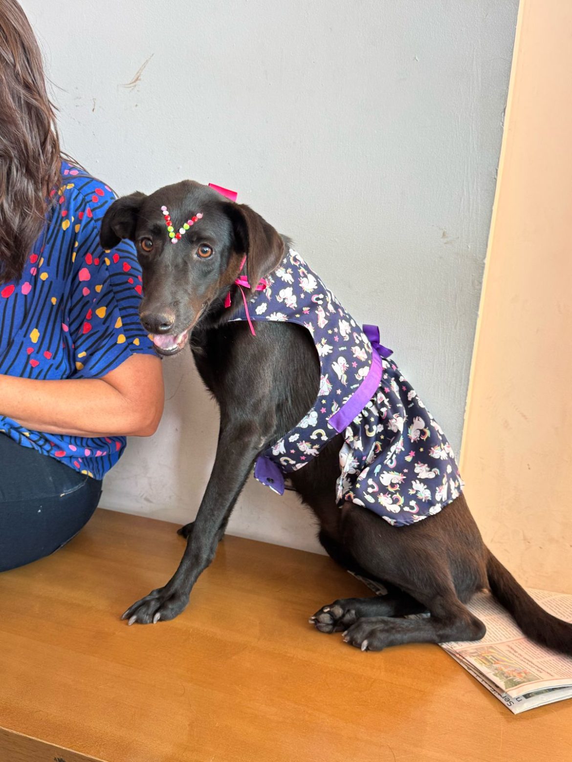 novo espaço de adoção de animais será promovido neste sábado, dia 5, em volta redonda divulgação1 novo espaço de adoção de animais será promovido neste sábado, dia 5, em volta redonda divulgação1