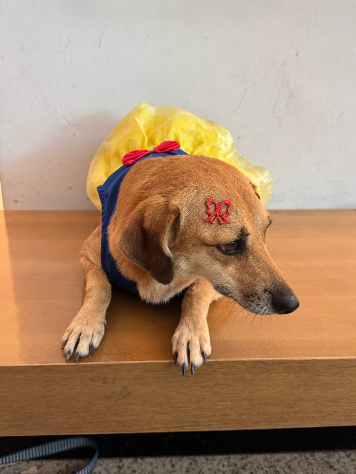 novo espaço de adoção de animais será promovido neste sábado, dia 5, em volta redonda divulgação11 novo espaço de adoção de animais será promovido neste sábado, dia 5, em volta redonda divulgação11