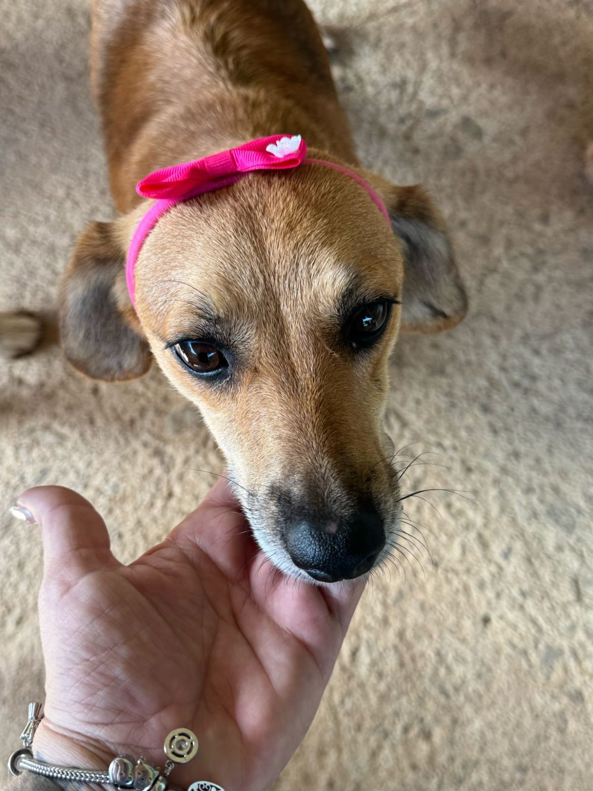 novo espaço de adoção de animais será promovido neste sábado, dia 5, em volta redonda divulgação111 novo espaço de adoção de animais será promovido neste sábado, dia 5, em volta redonda divulgação111