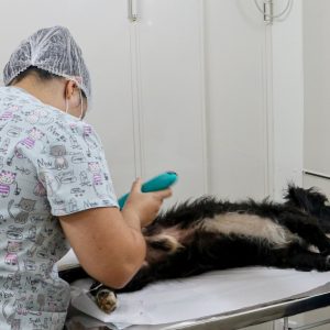 castramóvel fez quase 300 esterilizações em itatiaia divulgação redes sociais