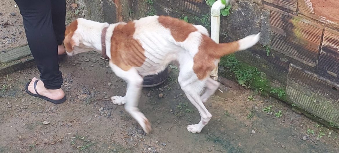 14.06.2025.polícia civil de piraí prende mulher por maus tratos a animais (3)